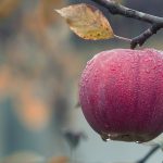 Idealna wiedza na temat przechowywania gruszek